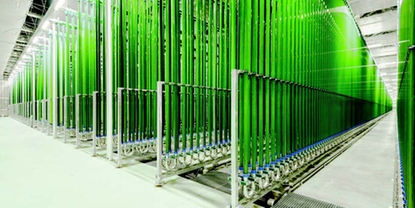 Industrielle Algenproduktion in Photo-Bioreaktoren