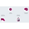Processo di produzione della carne coltivata