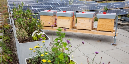 Il tetto di Endress+Hauser Flow ospita diverse colonie di api da miele.