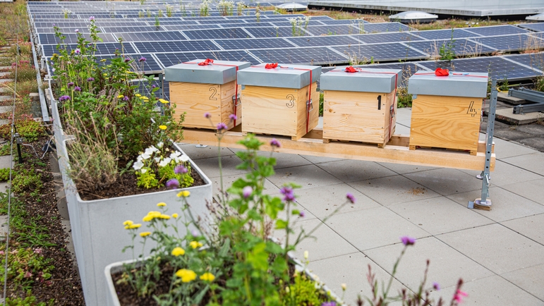 Il tetto di Endress+Hauser Flow ospita diverse colonie di api da miele.