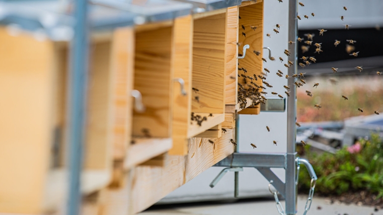 Le api sono curate da un dipendente con formazione in apicoltura.