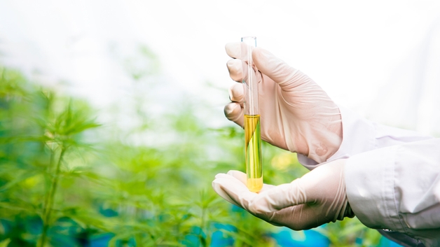 Ätherisches Cannabisöl in einer Glasphiole